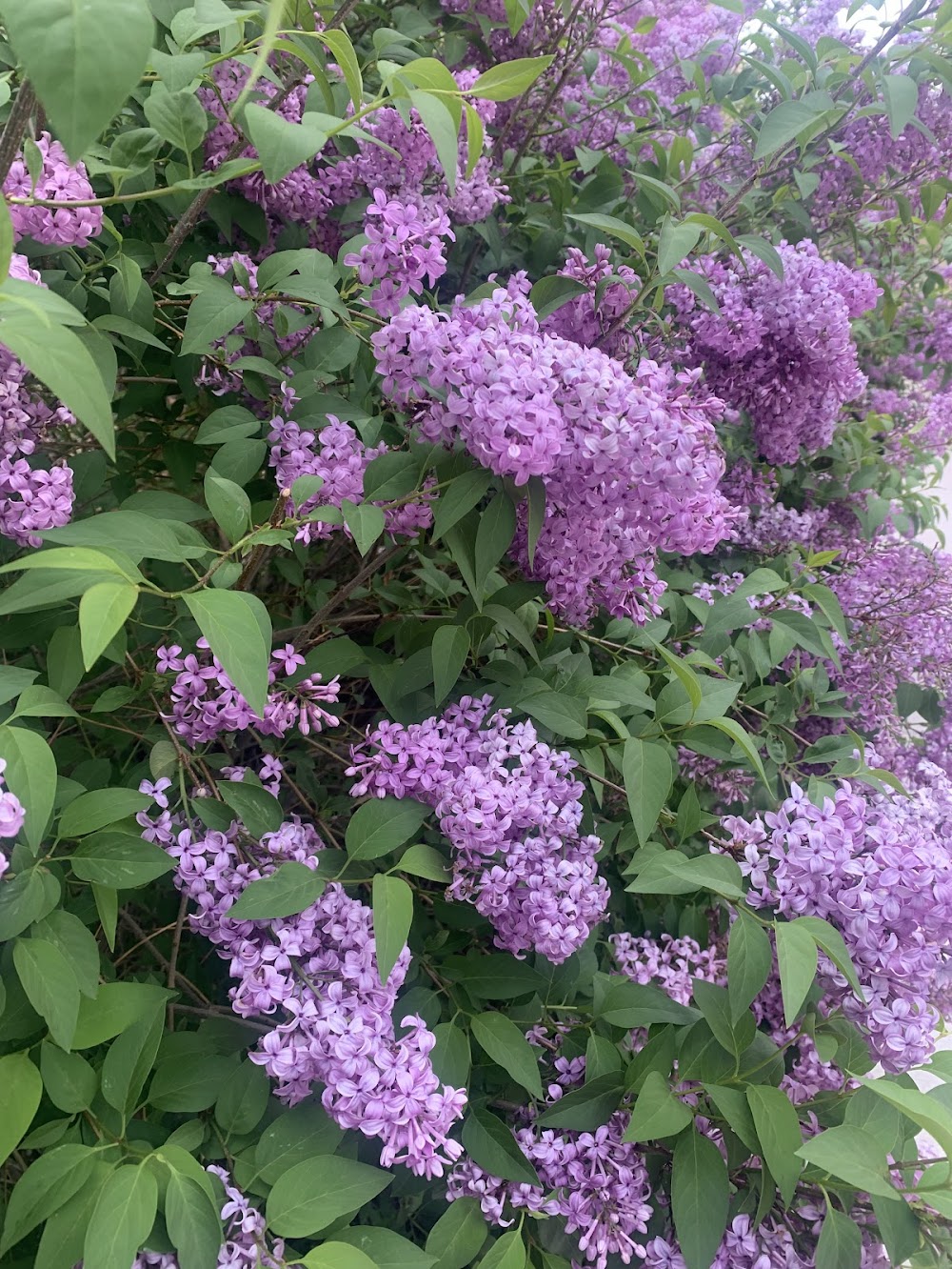 a lush lilac bush in full bloom on CSUs campus