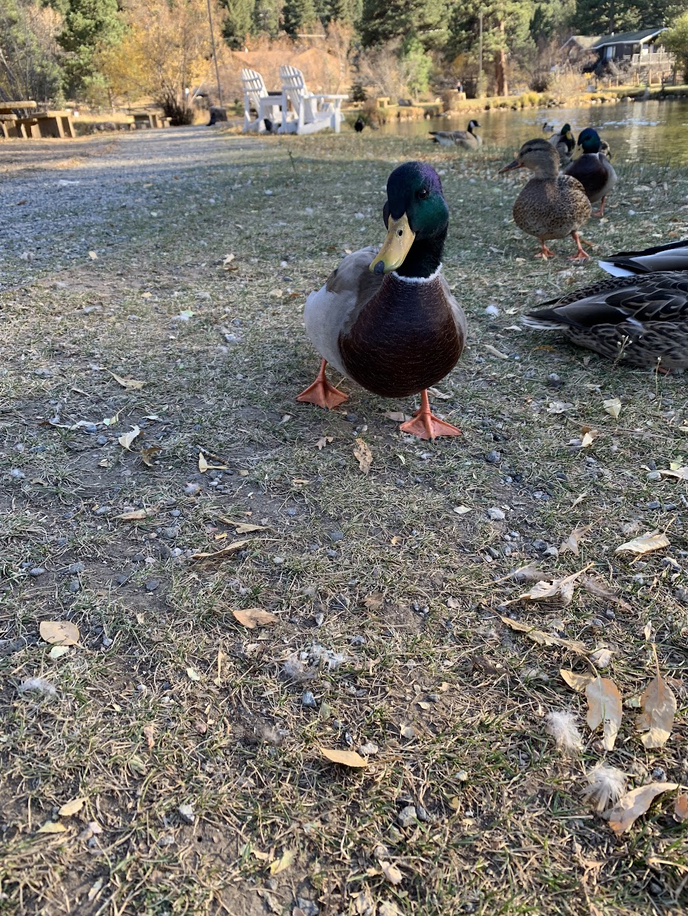Male mallard duck near water walking towards the camera